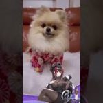 tiktok 犬と猫 |#必殺セクシー放置少女 あたちセクシー🐶⁉️ @houchishoujo #foryou #dog