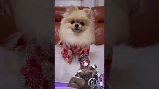 tiktok 犬と猫 |#必殺セクシー放置少女 あたちセクシー🐶⁉️ @houchishoujo #foryou #dog