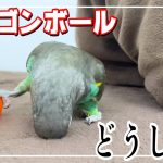 ドラゴンボール ゲットした 鳥 〔 ムラクモインコ Meyer’s parrot 〕