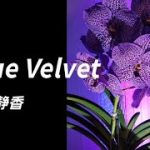 【Blue Velvet／工藤静香】歌ってみた【カラオケ】アニメ『ドラゴンボールGT』ED 女性 リクエスト