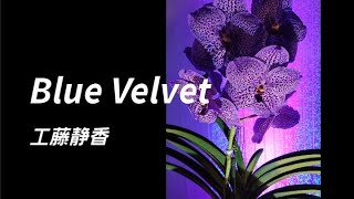 【Blue Velvet／工藤静香】歌ってみた【カラオケ】アニメ『ドラゴンボールGT』ED 女性 リクエスト