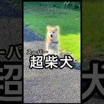 超柴犬😂 #shorts #柴犬コロ #おもしろ #かわいい #ドラゴンボール #超サイヤ人 #dragonball #shibainu