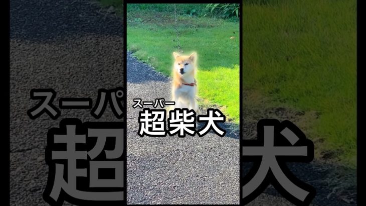 超柴犬😂 #shorts #柴犬コロ #おもしろ #かわいい #ドラゴンボール #超サイヤ人 #dragonball #shibainu