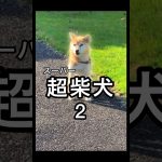 スーパー柴犬😂 #shorts #柴犬コロ #おもしろ #犬 #ドラゴンボール #漫画 #アニメ #shibainu