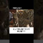 猫と虎の「ボケて」にアフレコするぞ　#shorts