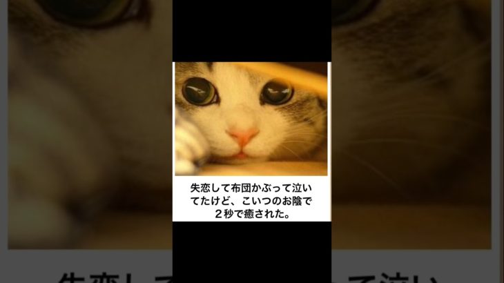 癒し猫の「ボケて」にアフレコするぞ　#shorts