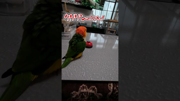 【MAD】シロハラインコ🙂虎太郎🤠 #シロハラインコ #caique #ドラゴンボール #dragonball #クリリンのことか #パロディ #ベル #birds #戦闘力  #ガチ切れ #本能