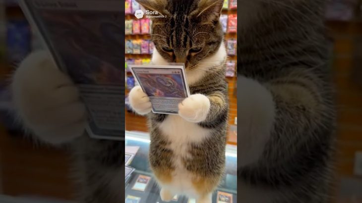 カドショを物色してる方 #ドラゴンボールスーパーダイバーズ#Dragon BallSuperDivers